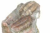 Two Austerops Trilobites - Jorf, Morocco #362874-4